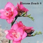Blossom Beach