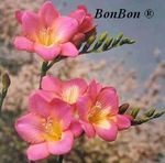 BonBon