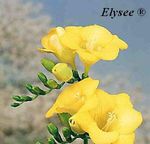 Elysee