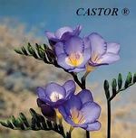 CASTOR 