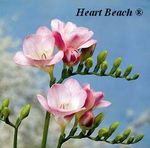 Heart Beach